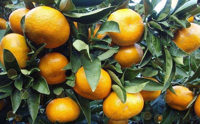 Екскурсія на бананову ферму "У пошуках цитруса" Екскурсія на бананову ферму "У пошуках цитруса"