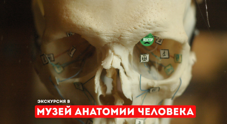 Экскурсия в музей анатомии человека Экскурсия в музей анатомии человека