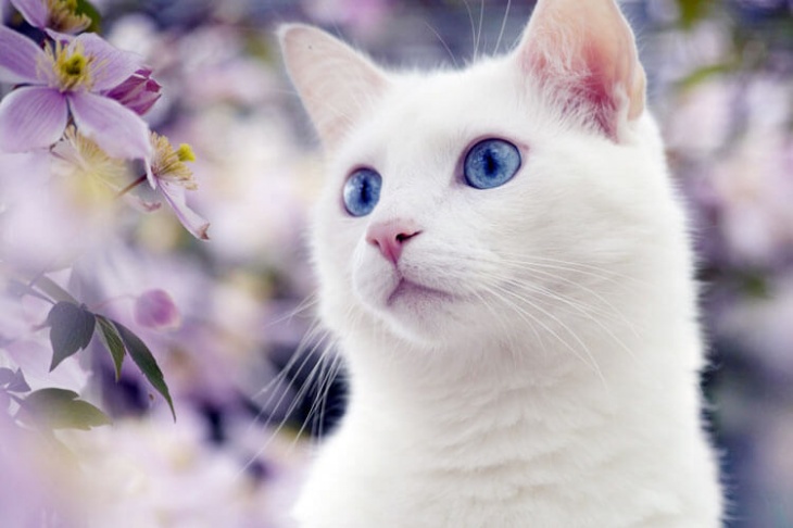Cat-шоу "Пухнасті історії" Cat-шоу "Пухнасті історії"